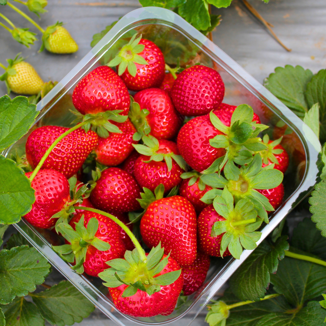 Graines de Fraises